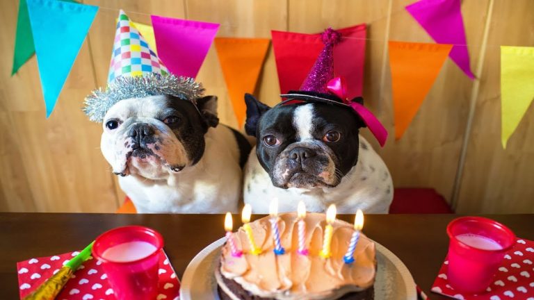 Dog Birthday Parties – Planning and Preparing